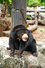 Asiatic black bear sit on stone in thailand zoo