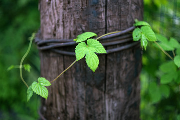 thickets of green hops on an old wooden pillar