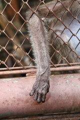 monkey hand of a chimpanzee in a cage from thailand zoo