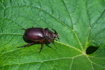 Rhinoceros Beetle. The beetle sitting on a cucumber leaf. Rhino beetle close-up.
