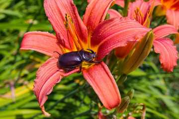 Rhinoceros Beetle. The beetle sits on a daylily flower. Rhino beetle close-up.