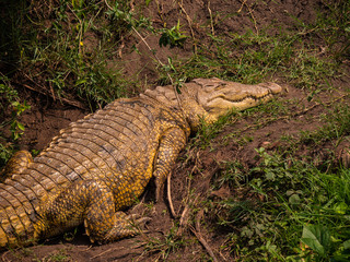 Crocodile on the banks of the Kazinga Channel, Queen Elizabeth National Park, Uganda