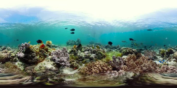 Tropical fishes and coral reef, underwater footage 360VR. Seascape under water. Camiguin, Philippines.