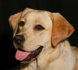 Portrait of a labrador