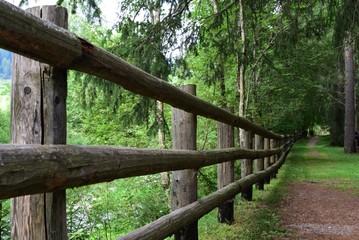 Obraz premium Path in the woods