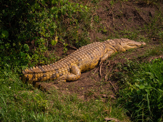 Crocodile on the banks of the Kazinga Channel, Queen Elizabeth National Park, Uganda
