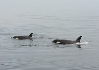 Naklejka premium Orca in Japan