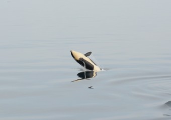Fototapeta na wymiar Orca in Japan