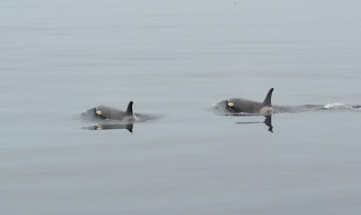Orca in Japan