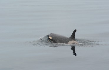 Fototapeta premium Orca in Japan