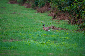 a bunny on a field with green  background