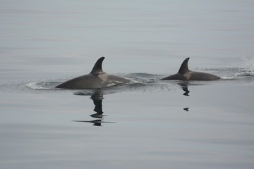 Fototapeta premium Orca in Japan