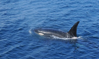 Naklejka premium Orca in Japan