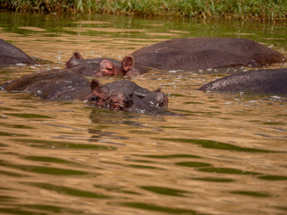 Obraz premium Hippopotamus in natural habitat, East Africa 