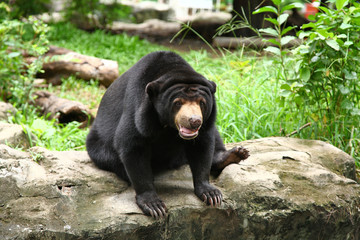 Obraz na płótnie Canvas Asiatic black bear sit on stone in thailand zoo