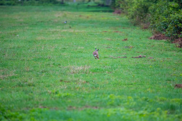 Obraz na płótnie Canvas a bunny on a field with green background