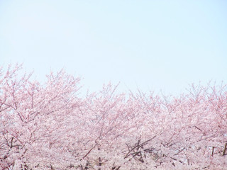 満開の桜