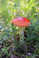 Amanita muscaria. Fly agaric among cranberries in Siberia