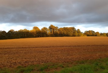 Fototapeta na wymiar autumn landscape with field and blue sky