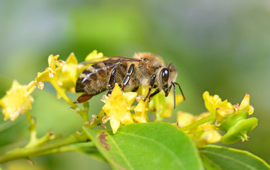Honigbiene an einem Christusdorn (Apis mellifera) - honey bee © bennytrapp