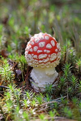 Young fly agaric among cranberries in Siberia
