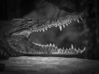 Obraz premium Crocodile