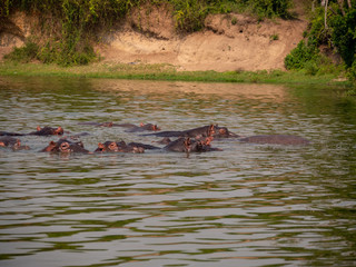 Fototapeta premium Hippopotamus in natural habitat, East Africa 
