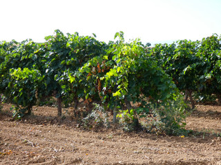 Viñas y viñedos en la zona de Navarra, la Uva aún esta verde para ser vendimiada