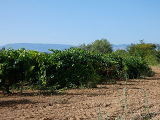 Viñas y viñedos en la zona de Navarra, la Uva aún esta verde para ser vendimiada