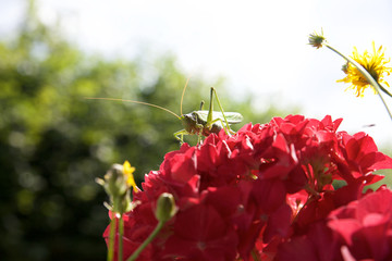 [hop on top]