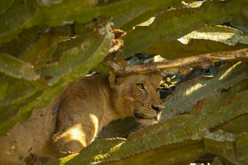 Tree Climbing Lion in Queen Elizabeth Park, Uganda