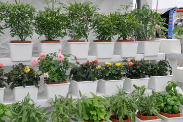Fototapeta na wymiar Vegetables and flowers in the plant nursery planted using a multi-storey hydroponic method to save space used. It is supplied by nutrient using water as the 