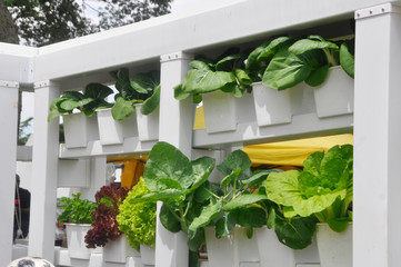 Vegetables and flowers in the plant nursery planted using a multi-storey hydroponic method to save space used. It is supplied by nutrient using water as the 