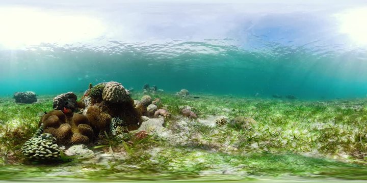 Beautiful underwater landscape with tropical fishes and corals 360VR. Life coral reef. Camiguin, Philippines.