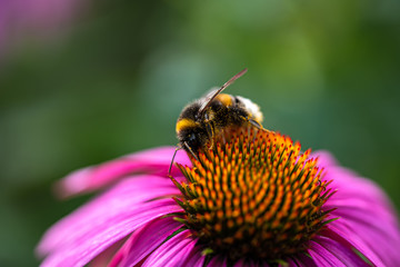 Green gardening. Blooming Echinacea flower, Echinacea purpurea