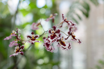 Cherry orchid