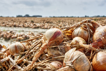 Harvested onions. Closeup of orange brown onions after harvest on an agricultural field under a cloudy grey sky.