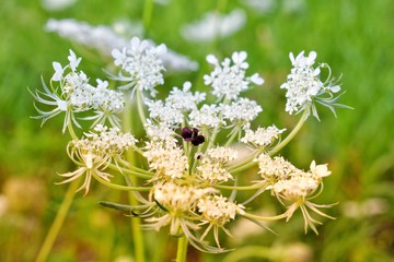 flowers in the garden