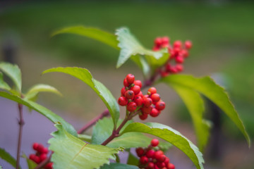 Refreshing summer in Kyoto,Japan