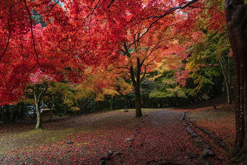 Naklejka premium Refreshing autumn in Kyoto,Japan