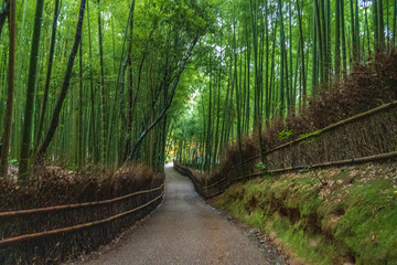 Refreshing summer in Kyoto,Japan