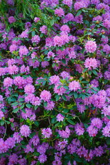 Lila Rhododendronblüte, Close-Up, Deutschland