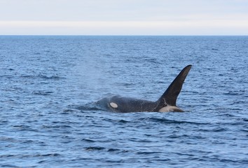 Fototapeta premium Orca in Japan