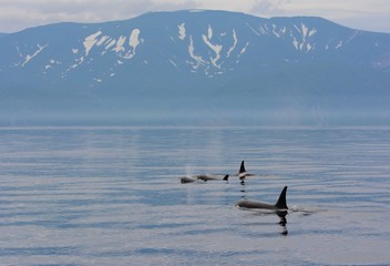 Orca in Japan