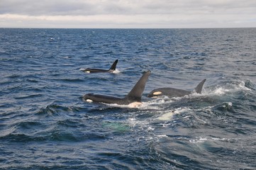 Orca in Japan