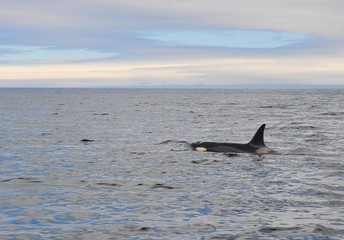 Fototapeta premium Orca in Japan
