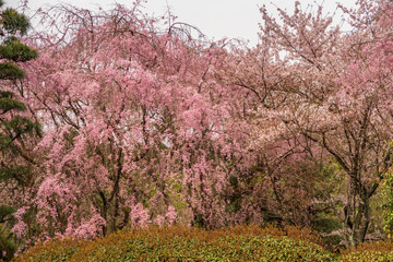 Fototapeta premium Refreshing summer in Kyoto,Japan