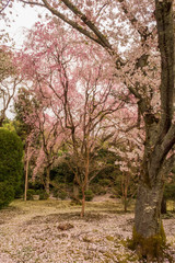 Fototapeta premium Refreshing summer in Kyoto,Japan