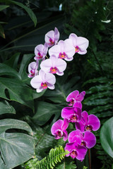 Violet orchid
