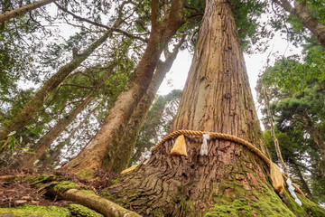 Refreshing summer in Kyoto,Japan